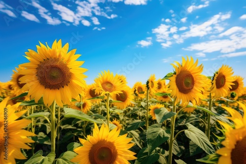 Landscape of the sunflower field