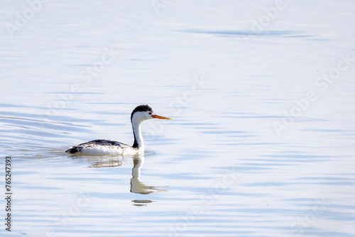 Bird on water
