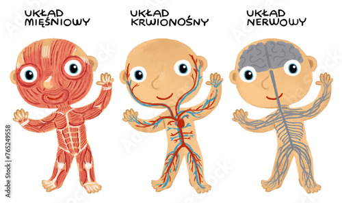 cartoon scene with young boy as anatomy model of body parts on white background illustration for children