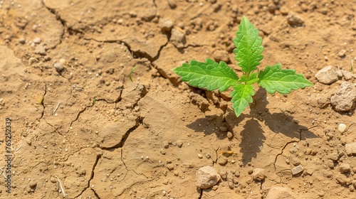 Resilient Plant Sprouts from Drought Soil: A Symbol of Agricultural Adaptation
