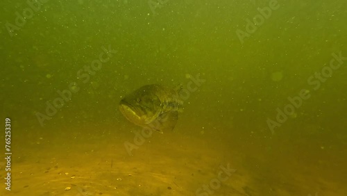 A curious Largemouth Bass closely inspects the camera in a slight low angle, offering a detailed view before gracefully exiting the scene. Check my gallery for more..mov photo