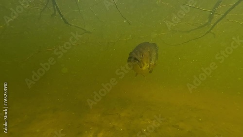 A Black Bass faces the camera, showcasing a pectoral fin likely cut by fishing line, highlighting the impacts of catch-and-release fishing. Explore my gallery for more.