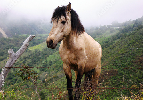 En los páramos andinos del Táchira encuentras este hermoso caballo  photo