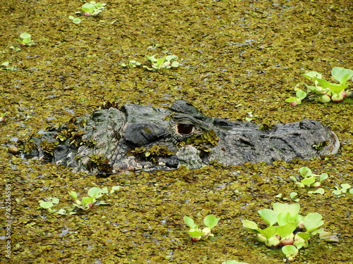 Close-up of an alligator's head and eye in the Brazilian Amazon.