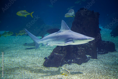 Sandbar shark Carcharhinus plumbeus underwater in sea © Dmitry Rukhlenko