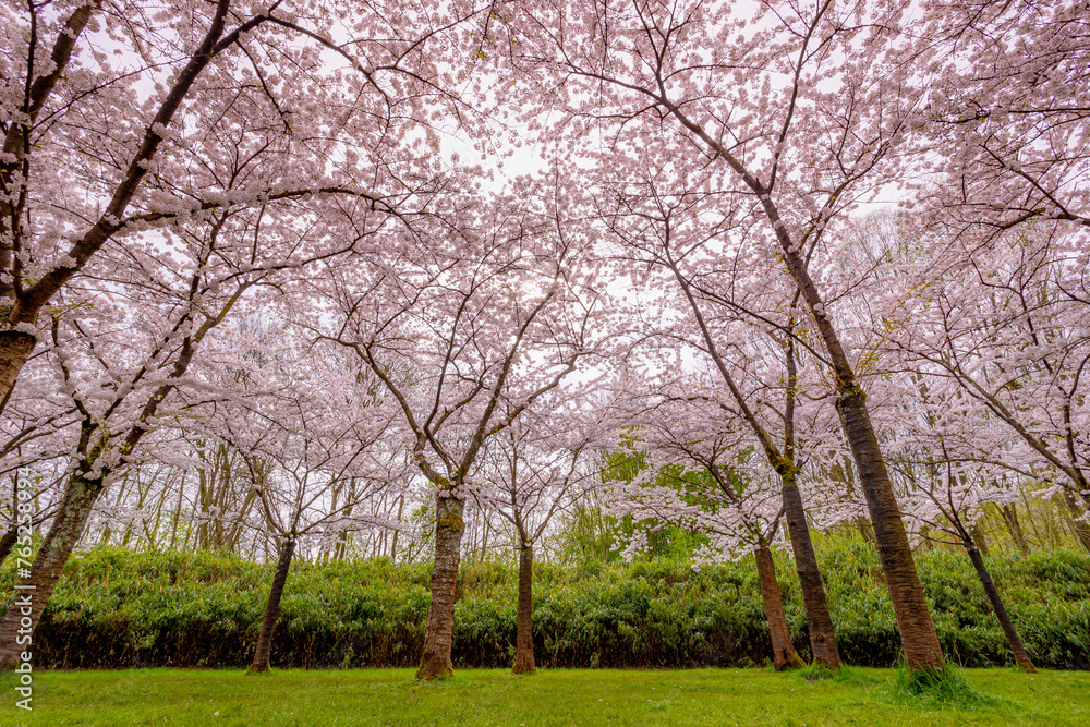 Cherry Blossom full bloom on the trees during spring season, Beautiful white pink Sakura flowers with blue sky in the garden, Bloesempark (Kersenbloesempark) Amsterdamse Bos, Amstelveen, Netherlands. Cherry Blossom full bloom on the trees during spring season, Beautiful white pink Sakura flowers with blue sky in the garden, Bloesempark (Kersenbloesempark) Amsterdamse Bos, Amstelveen, Netherlands.