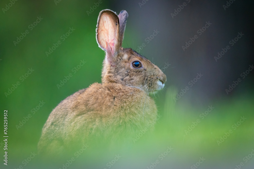Fototapeta premium Close-up of Snowshoe Hare rabbit bunny sitting in grass