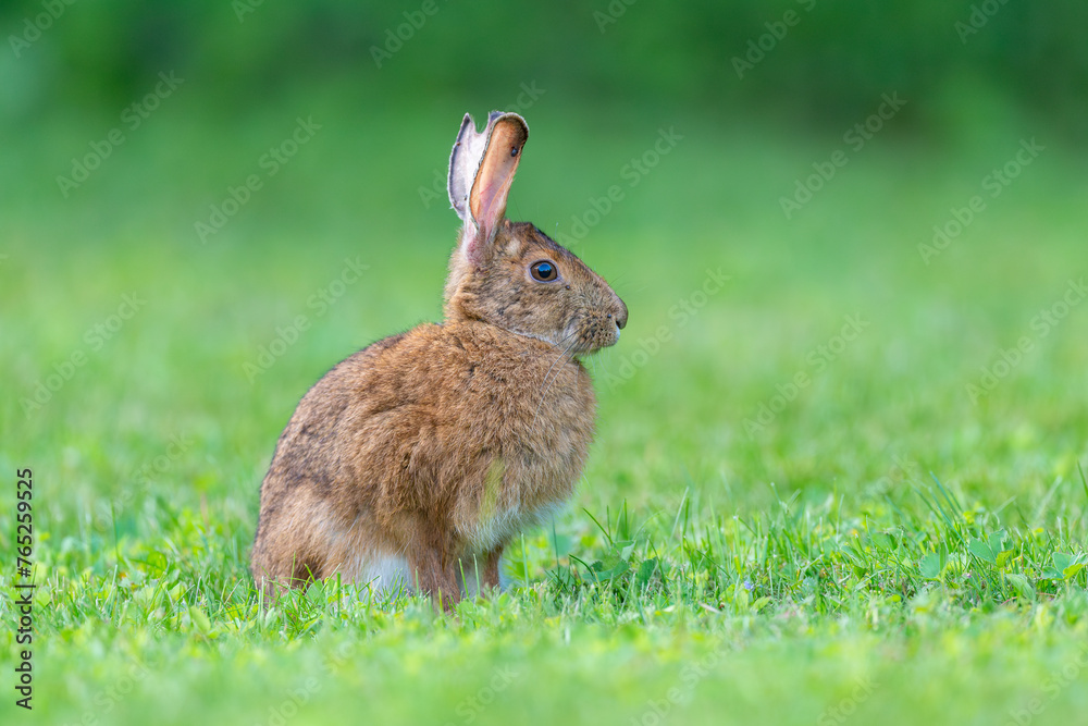 Snowshoe Hare rabbit bunny sitting in short grass Snowshoe Hare rabbit bunny sitting in short grass