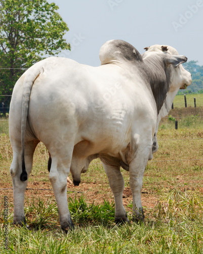 Nelore Brazil genetic bull