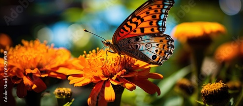 A butterfly is perched delicately on a colorful flower petal in a natural setting photo