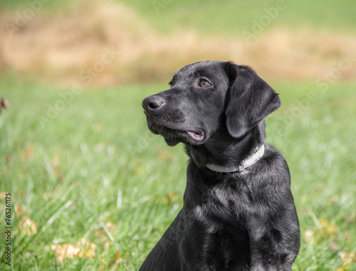 Looking Labrador Retriever © Paul