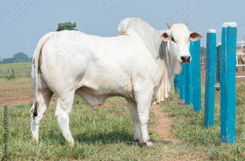 Breeding bull Nelore PO
