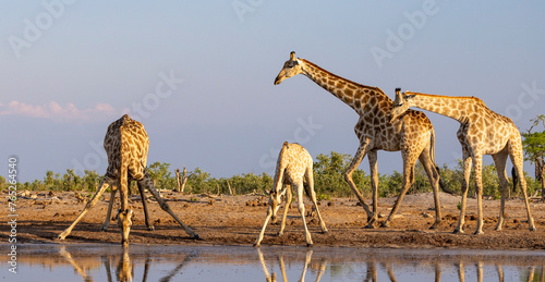 Canvas Print Group of giraffe at a waterhole in Botswana
