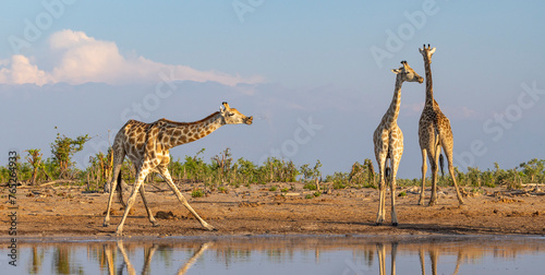 Fototapeta Naklejka Na Ścianę i Meble -  Group of giraffe at a waterhole in Botswana