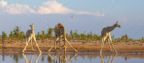 Photography Group of giraffe at a waterhole in Botswana