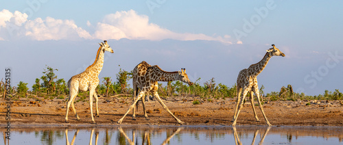 Canvas Print Group of giraffe at a waterhole in Botswana