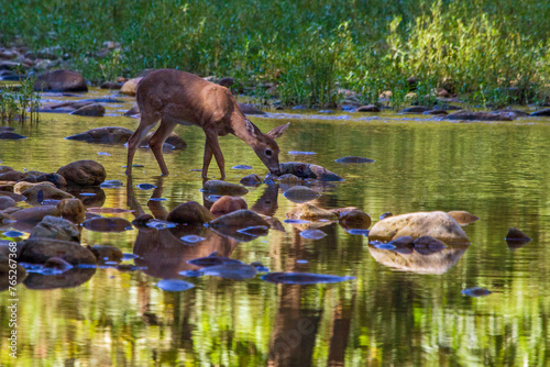deer fawn drinking in river © Andrew