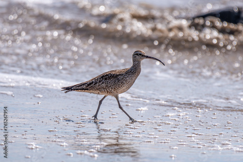 White-rumped whimbrel walking on the sandy beach.