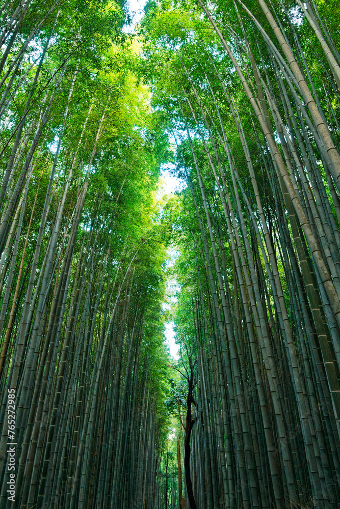 Bamboo Forest in Arashiyama, Kyoto, Japan Bamboo Forest in Arashiyama, Kyoto, Japan