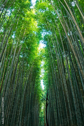 Bamboo Forest in Arashiyama  Kyoto  Japan
