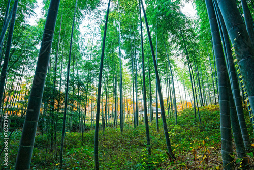 Fototapeta Naklejka Na Ścianę i Meble -  Bamboo Forest in Arashiyama, Kyoto, Japan