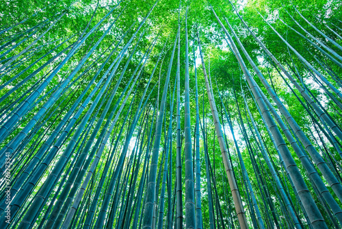 Bamboo Forest in Arashiyama, Kyoto, Japan