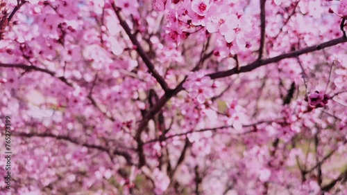 Wallpaper Mural Cherry blossom tree Torontodigital.ca