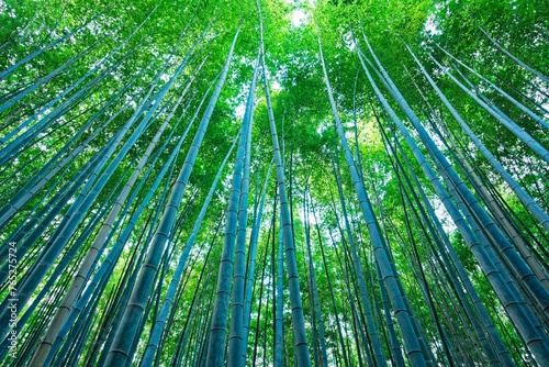 Bamboo Forest in Arashiyama, Kyoto, Japan