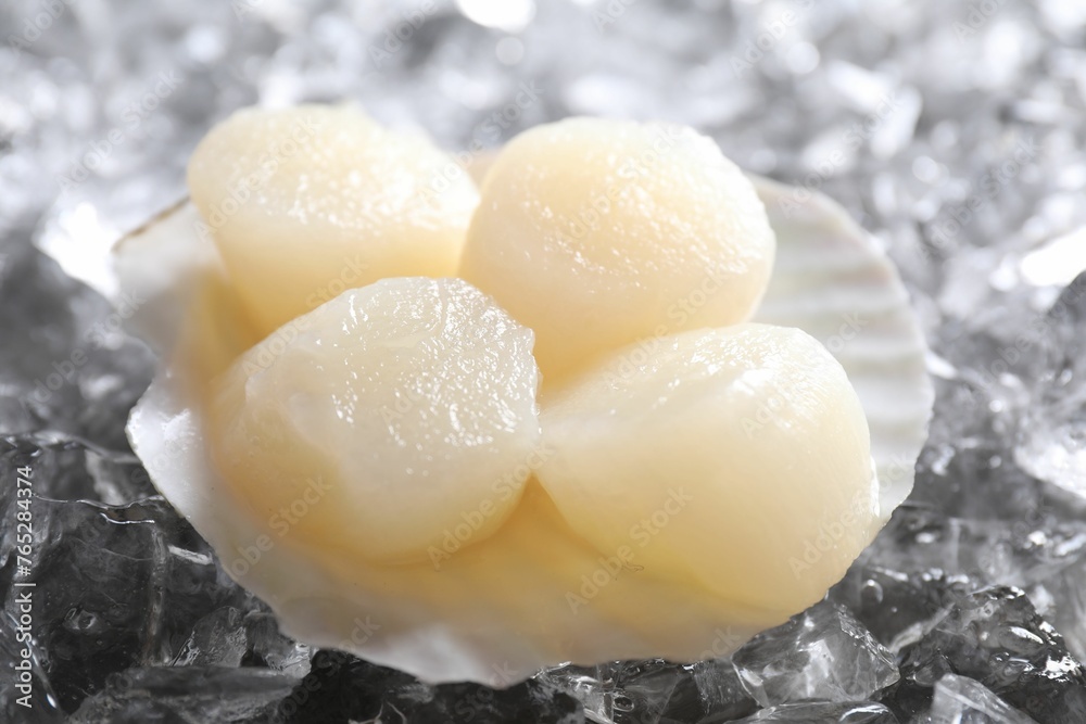 Fresh raw scallops in shell on ice cubes, closeup