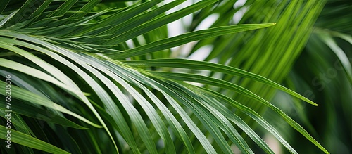 A detailed view of a vibrant green palm leaf against a plain white backdrop