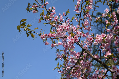 pink sakura blossom under blue sky in sunny day in spring