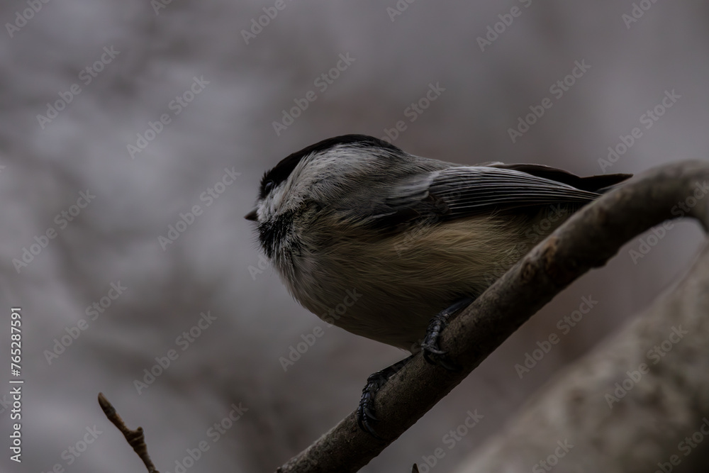 Fototapeta premium black-capped chickadee in tree