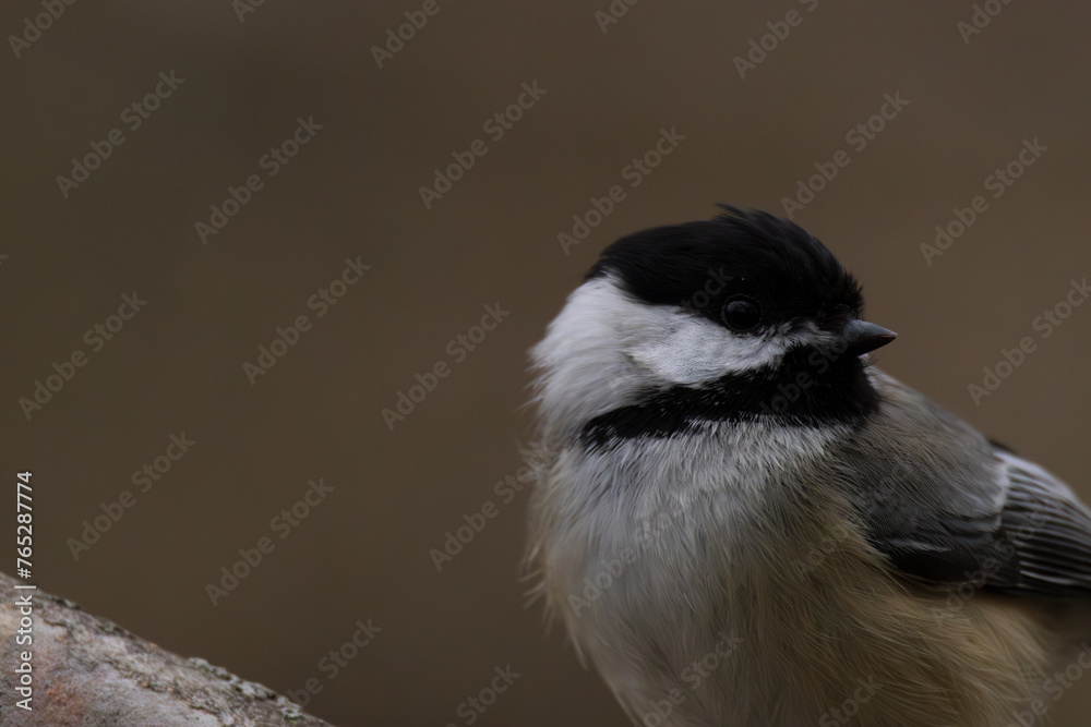 Obraz premium black-capped chickadee