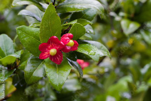 Ochna serrulata or also known as the mickey mouse flower is a species of flowering plant originating from Africa belonging to the plant genus Ochna 