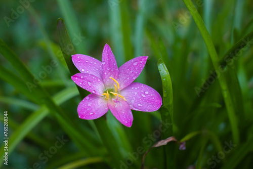 Zephyranthes flower, close up, Common names for species in this genus include rainflower lily, and pink rain lily. photo