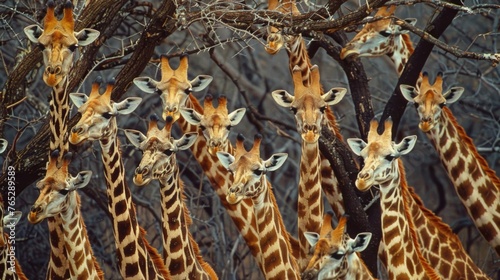 A group of dehydrated and emaciated giraffes their long necks stretching towards empty tree branches in search of any remaining leaves.