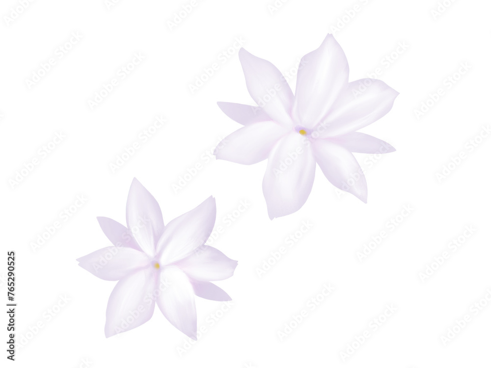 ピカケの花のリアルな水彩イラストセット ピカケの花のリアルな水彩イラストセット