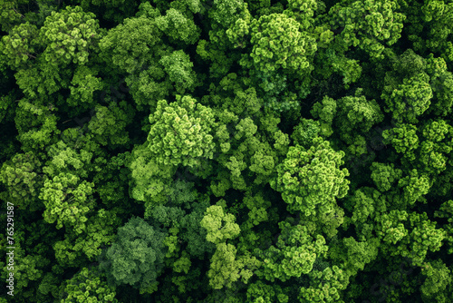 Drohnenaufnahme eines dichten grünen Wald, Grüner Hintergrund für CO2-Neutralität und Netto-Null-Emissionen-Konzept, Nachhaltige grüne Umgebung, Umweltschutz