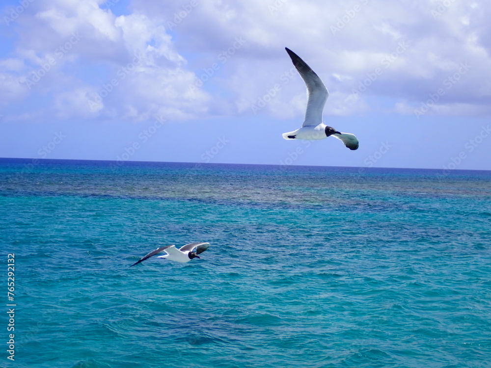 Seagulls flying over turquoise colored ocean with bright tropical background 