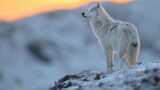 Marble wolf howling atop a snowy mountain, echoes of its call mingling with the wind
