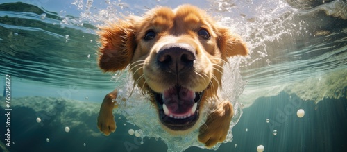 A Canidae organism, the dog, a carnivore and a companion dog, of the Sporting Group, is swimming underwater in the ocean, showcasing its snout in the natural landscape photo