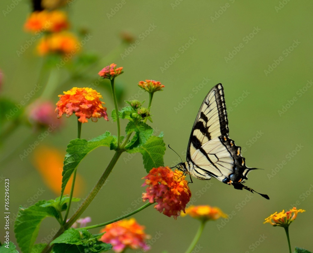 Butterfly animal background garden beautiful view green colour full 