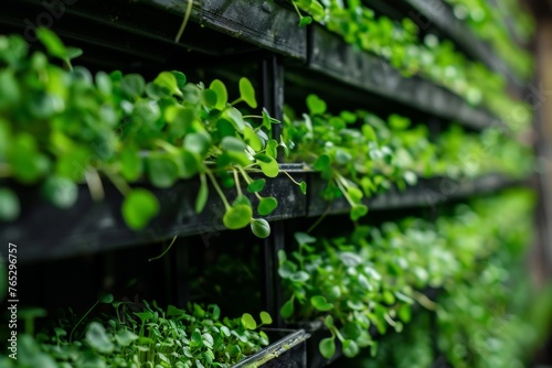 Microgreens growing in a vertical farm, efficient space use