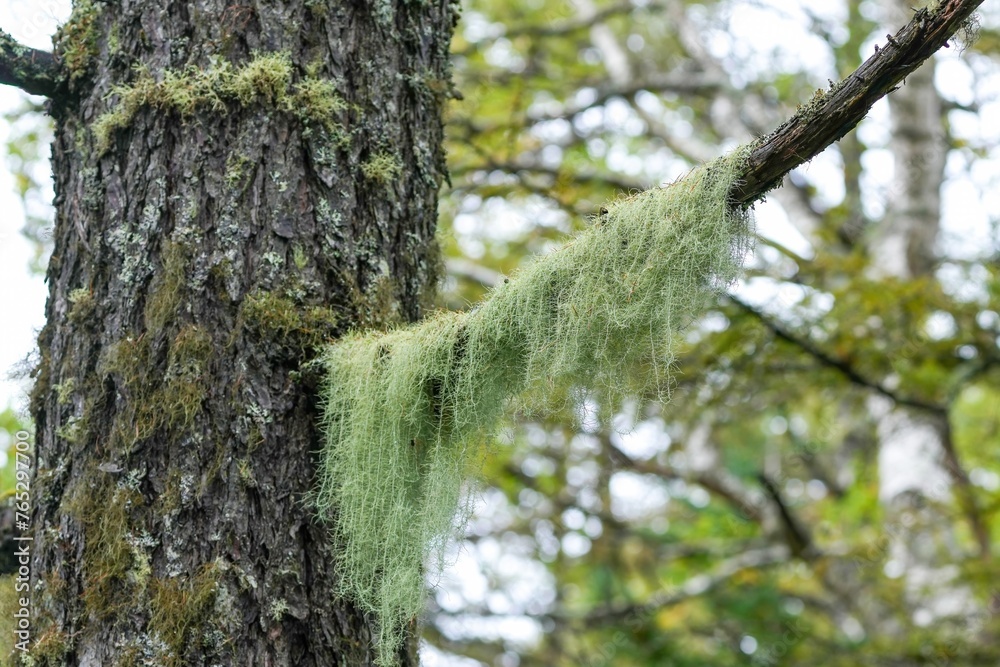 Obraz premium レースのカーテンのようなサルオガセの情景