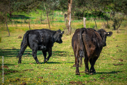 Cattle Duo on the Farm © Corey