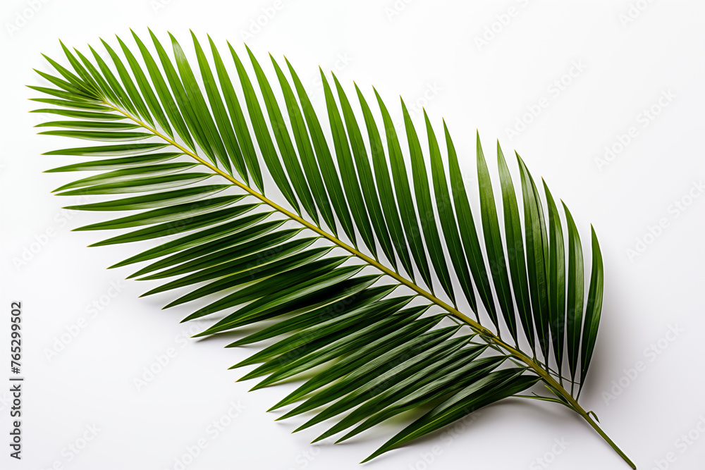 Fototapeta premium Palm leave isolated on white background.