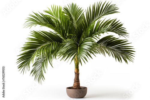 Tropical tree isolated on white background.