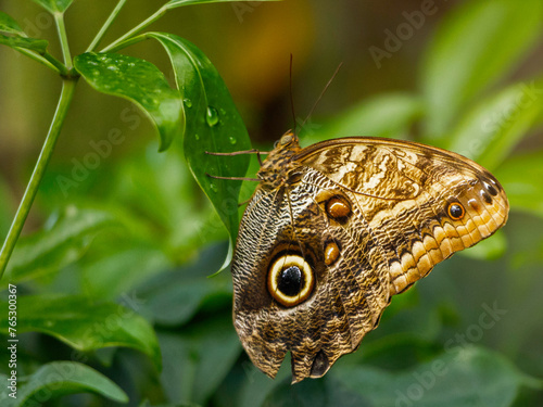 .A Blue Morpho Butterfly (Morpho menelaus) with closed wings in a natural environment