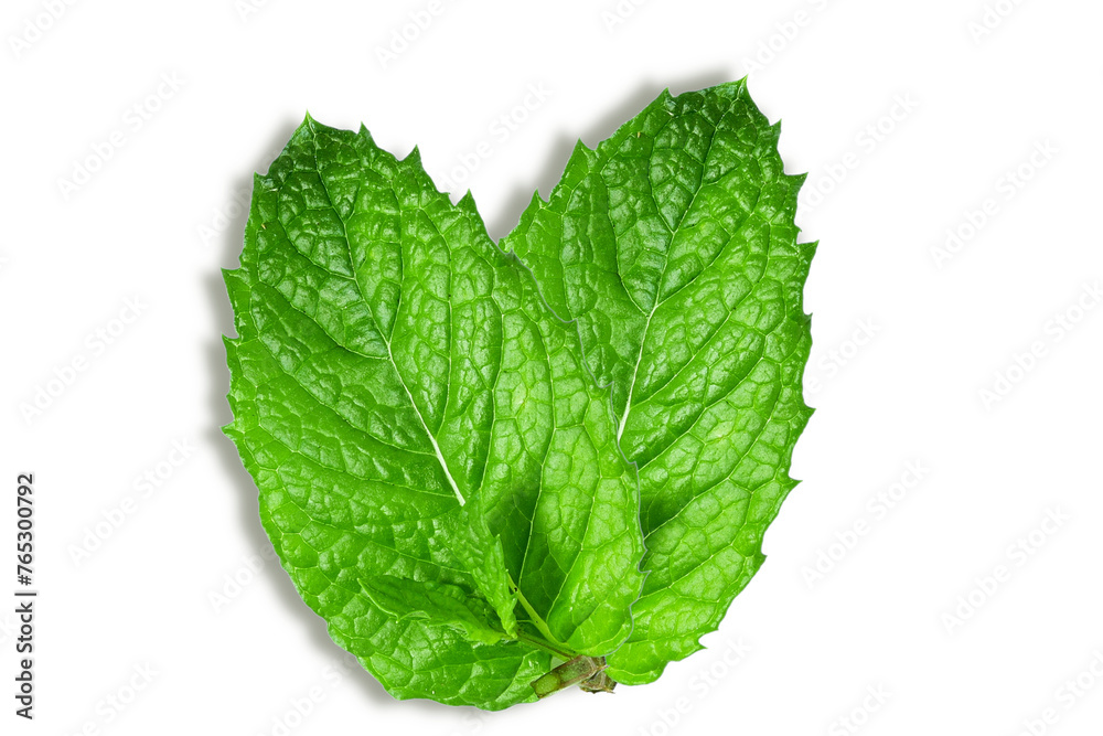 fresh green mint leaves or mentha piperita citrata herb also in india known as fudina for chutney,pani puri,masala tea,herbal chai,ayurvedic medicine,cutout transparent background,png format - obrazy, fototapety, plakaty 