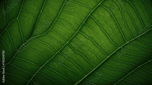 background texture green leaf structure macro 